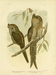 Mottengeschmückter Podargus, 1891